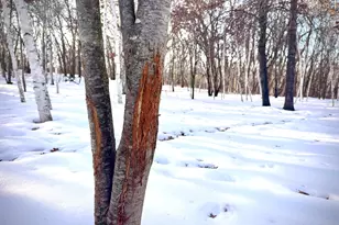 5235 313th Ave NW, Cambridge, MN 55008 - Photo 65