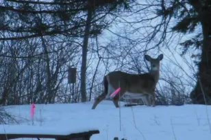 11775 Forestview Dr, Baxter, MN 56425 - Photo 25