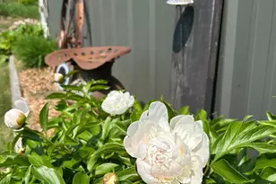 29533 505th Ave, Henning, MN 56551 - Photo 41