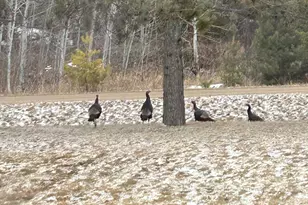 29533 505th Ave, Henning, MN 56551 - Photo 37