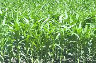 11365 Platt Ave SW, Cokato, MN 55321 - Photo 27