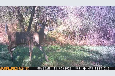 S9025 Lowes Creek Road, Eleva, WI 54738 - Photo 53