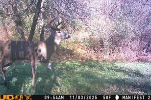 S9025 Lowes Creek Rd, Eleva, WI 54738 - Photo 53