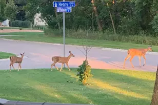 2001 Henry St N, North Saint Paul, MN 55109 - Photo 43