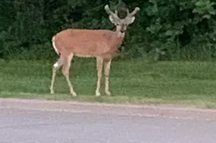 2001 Henry St N, North Saint Paul, MN 55109 - Photo 47