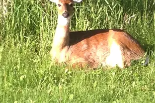 2001 Henry St N, North Saint Paul, MN 55109 - Photo 45