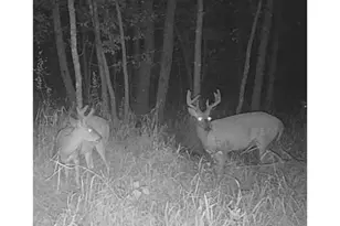 12157 Butternut Rd, Brainerd, MN 56401 - Photo 33