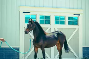 15151 304th Street, Spring Valley, MN 55975 - Photo 61