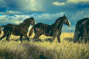 15151 304th Street, Spring Valley, MN 55975 - Photo 63