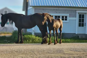 15151 304th Street, Spring Valley, MN 55975 - Photo 67