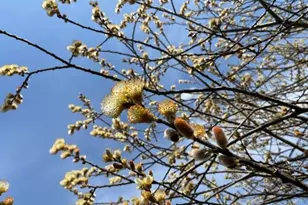 1892 Pascal St, Falcon Heights, MN 55113 - Photo 49