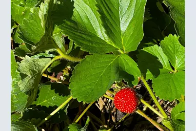 8020 80th Street NW, Milan, MN 56262 - Photo 39