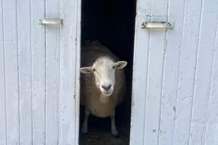 8020 80th St NW, Milan, MN 56262 - Photo 49