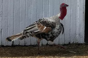 8020 80th St NW, Milan, MN 56262 - Photo 51