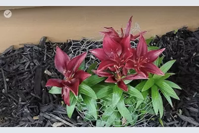 718 Stearns Avenue, Paynesville, MN 56362 - Photo 3