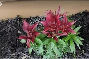 718 Stearns Ave, Paynesville, MN 56362 - Photo 3