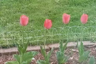 718 Stearns Ave, Paynesville, MN 56362 - Photo 59