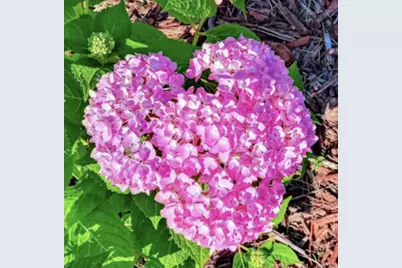 718 Stearns Avenue, Paynesville, MN 56362 - Photo 55