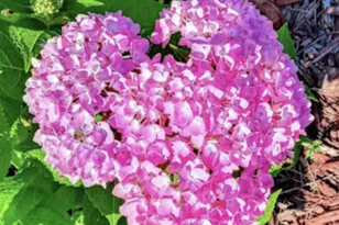 718 Stearns Ave, Paynesville, MN 56362 - Photo 55