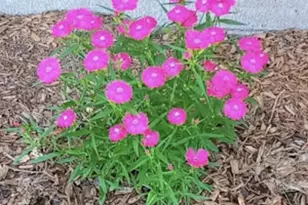 718 Stearns Ave, Paynesville, MN 56362 - Photo 19