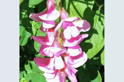 718 Stearns Avenue, Paynesville, MN 56362 - Photo 17