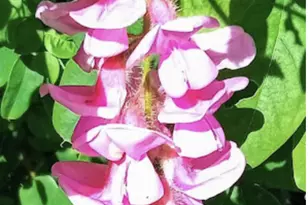 718 Stearns Ave, Paynesville, MN 56362 - Photo 17