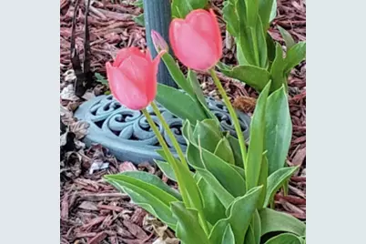 718 Stearns Avenue, Paynesville, MN 56362 - Photo 41