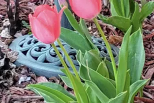 718 Stearns Ave, Paynesville, MN 56362 - Photo 41