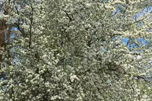 240 Kneale Ave N, Thief River Falls, MN 56701 - Photo 41