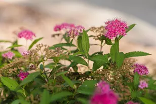 5 Westview Dr, Morris, MN 56267 - Photo 5