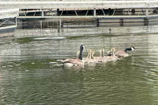 9983 Arcola Ct N, Stillwater, MN 55082 - Photo 51