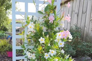 426 Dillon Ave N, Montrose, MN 55363 - Photo 65