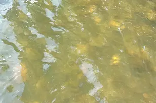 44205 Conifer St, Aitkin, MN 56431 - Photo 75