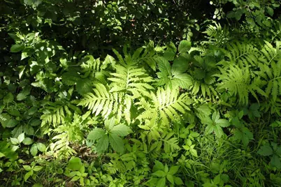 8047 Somerset Road, Woodbury, MN 55125 - Photo 61