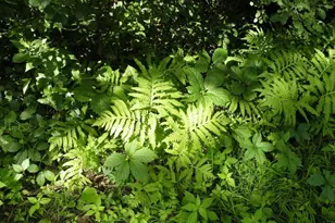 8047 Somerset Rd, Woodbury, MN 55125 - Photo 61