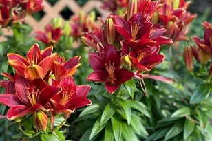 4048 Cinnabar Dr, Eagan, MN 55122 - Photo 57