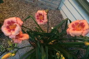 1000 Heritage Ln, Orono, MN 55391 - Photo 15