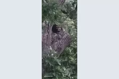 4391 Bridgewater Road, South Haven, MN 55382 - Photo 39