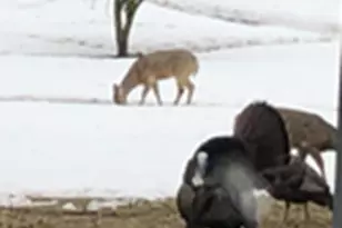 4391 Bridgewater Rd, South Haven, MN 55382 - Photo 11