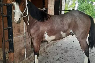 63501 300th St, Chokio, MN 56221 - Photo 41