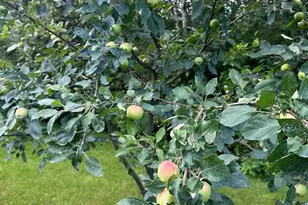 408 21st Ave N, Sartell, MN 56377 - Photo 37