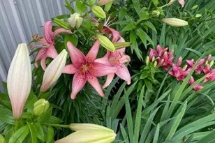 2658 Shadow Ln, Chaska, MN 55318 - Photo 63