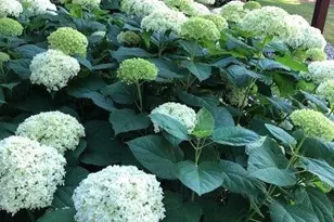 2658 Shadow Ln, Chaska, MN 55318 - Photo 53