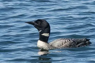 10458 Angler Dr, Grey Eagle, MN 56336 - Photo 17