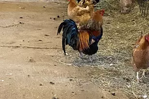 22841 Hwy 71 NE, Hines, MN 56647 - Photo 123