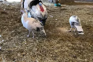 22841 Hwy 71 NE, Hines, MN 56647 - Photo 121