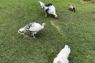 22841 Hwy 71 NE, Hines, MN 56647 - Photo 107