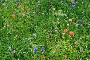 36365 654th Ave, Watkins, MN 55389 - Photo 37