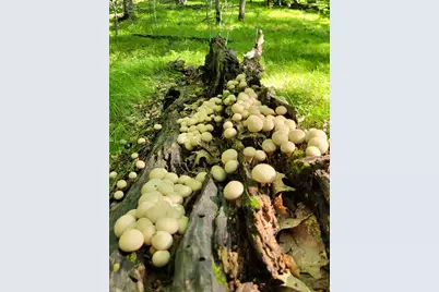 24793 Franklin Lake Road, Pelican Rapids, MN 56572 - Photo 27