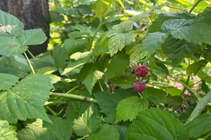 3011 17th Ave S, Minneapolis, MN 55407 - Photo 43